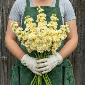 Iron Yellow, Stock Seeds